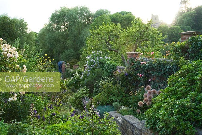 View from top of upper garden with tower of St Mary's Church behind beds packed with herbaceous perennials and shrubs including Rosa 'Buff Beauty', a lilac Abutilon and Campanulas. Mill House, Netherbury, Dorset, UK