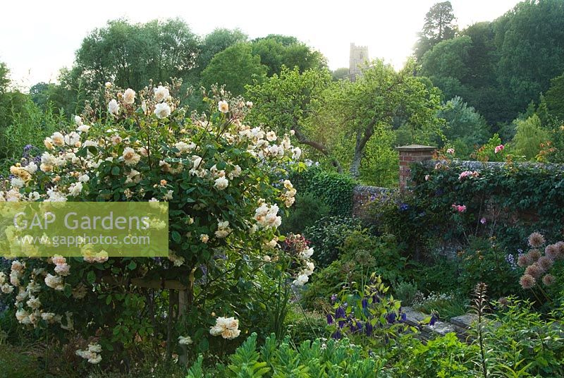View from top of upper garden with tower of St Mary's Church behind beds packed with herbaceous perennials and shrubs including Rosa 'Buff Beauty', a lilac Abutilon and Campanulas. Mill House, Netherbury, Dorset, UK