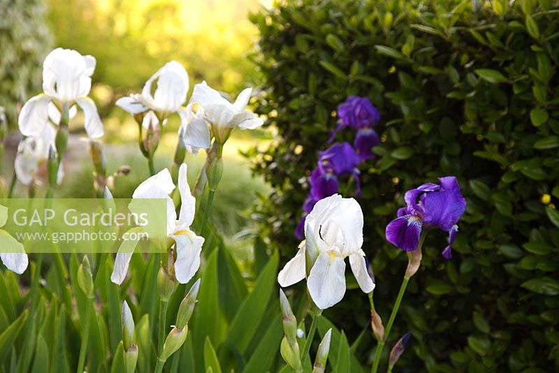 Bearded Iris - La Louve Garden, Provence, France
