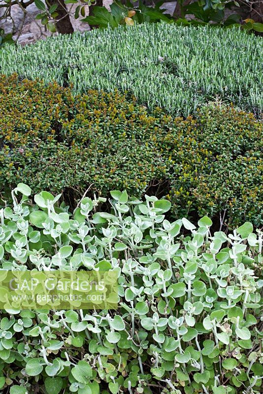 Closeup of clipped shrubs and herbs including Lavandula - Lavender - La Louve garden, Provence, France
 