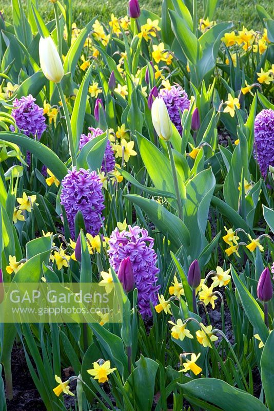 Colourful Spring border of Narcissus 'Tete a Tete', Hyacinthus 'Amethyst', Tulipa 'Purple Prince', Tulipa 'White Emperor'
 