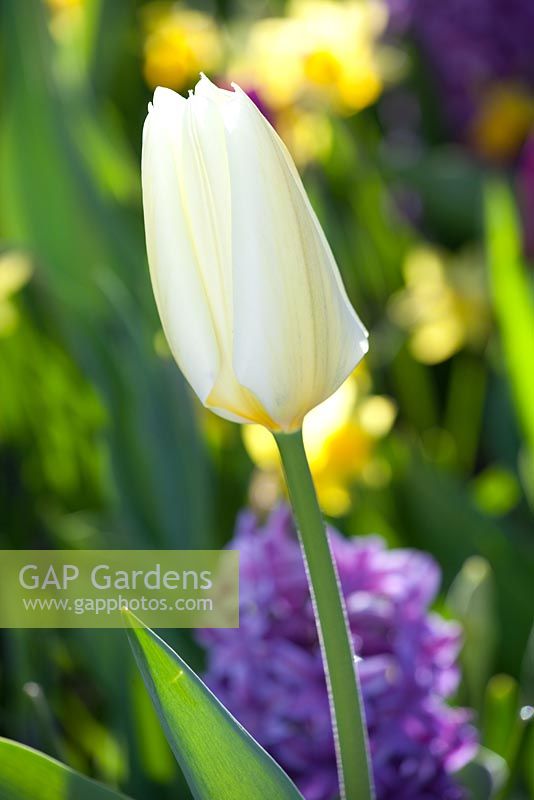Tulipa fosteriana 'White Emperor'
