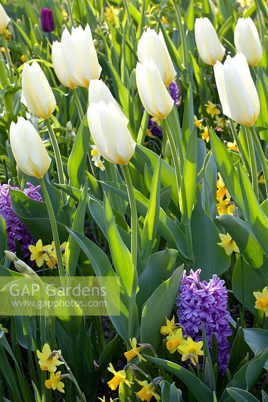 Tulipa fosteriana 'White Emperor', Hyacinthus 'Purple Voice' and Narcissus 'Tete a Tete'
