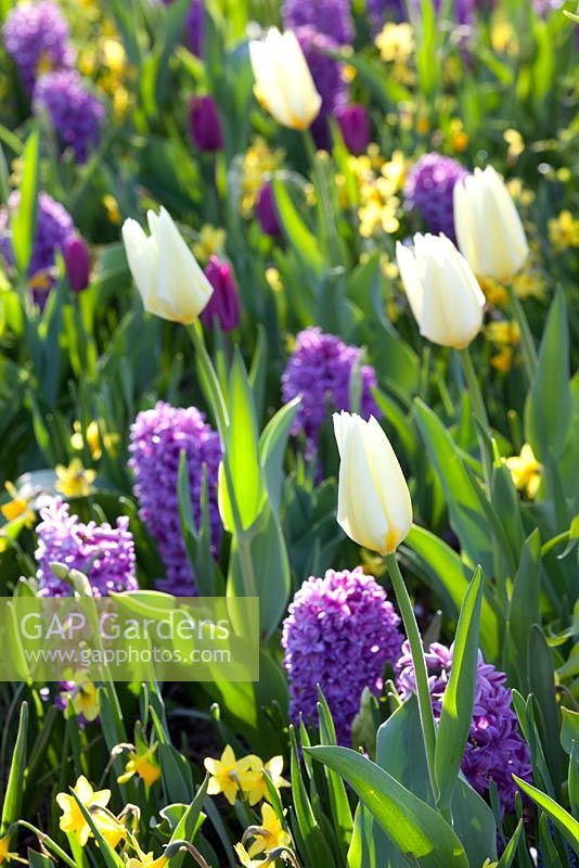 Tulipa fosteriana 'White Emperor', Tulipa 'Purple Prince', Hyacinthus 'Purple Voice' and Narcissus 'Tete a Tete' 
 
