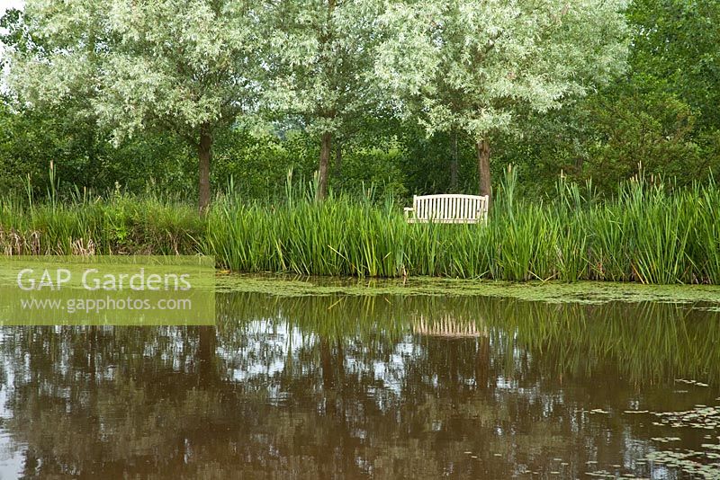 View accross lake to mature trees and wooden bench - Wilkins Pleck NGS, Whitmore, Staffordshire, UK. July 
 