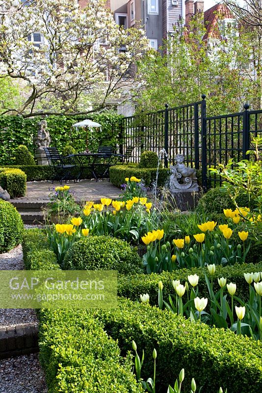 Urban formal garden in Spring with clipped Buxus - Box parterre planted with Tulipa 'Yellow Purissima', Tulipa 'Jan Siemerink', Tulipa 'Ivory Floradale'
 