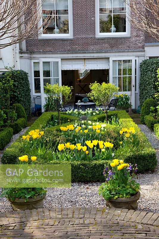 Urban formal garden in Spring with clipped Buxus - Box parterre planted with Tulipa 'Yellow Purissima', Tulipa 'Jan Siemerink', Tulipa 'Ivory Floradale' 
 