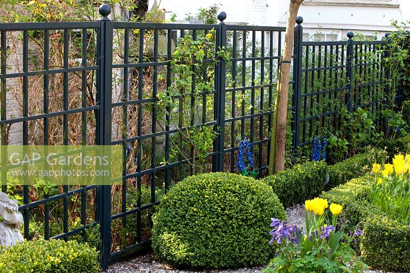 Clipped Buxus - Box ball backed by black painted trellis
