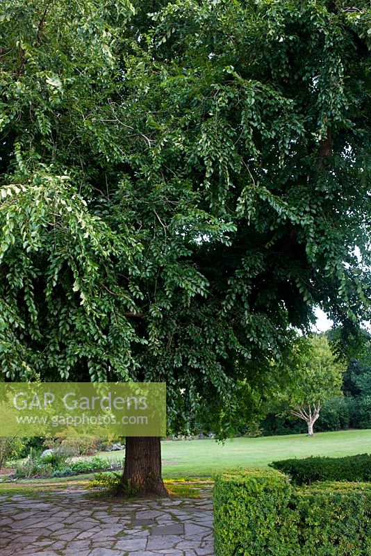 Ulmus - Elm, Den Haag Coronation Garden, the UKs largest specimen, Preston Park, Brighton, England