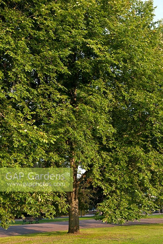 Ulmus x hollandica 'Vegeta' -  Huntingdon Elm, Preston Park, Brighton, England, June
 