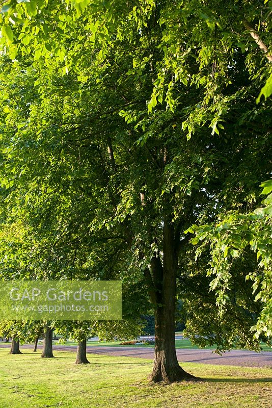 Ulmus x hollandica 'Vegeta' - Huntingdon Elm, Preston Park, Brighton, England, June 