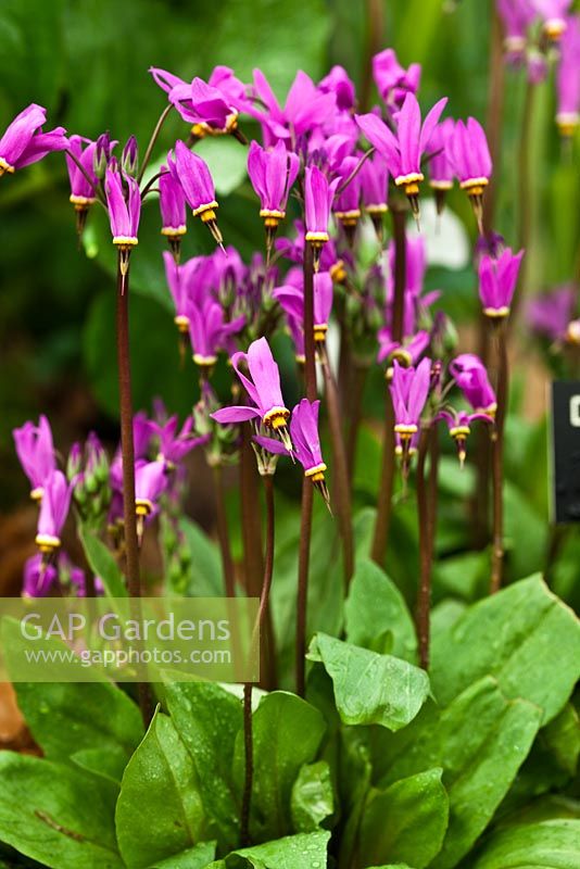 Dodecatheon meadia - RHS Chelsea Flower Show 2010