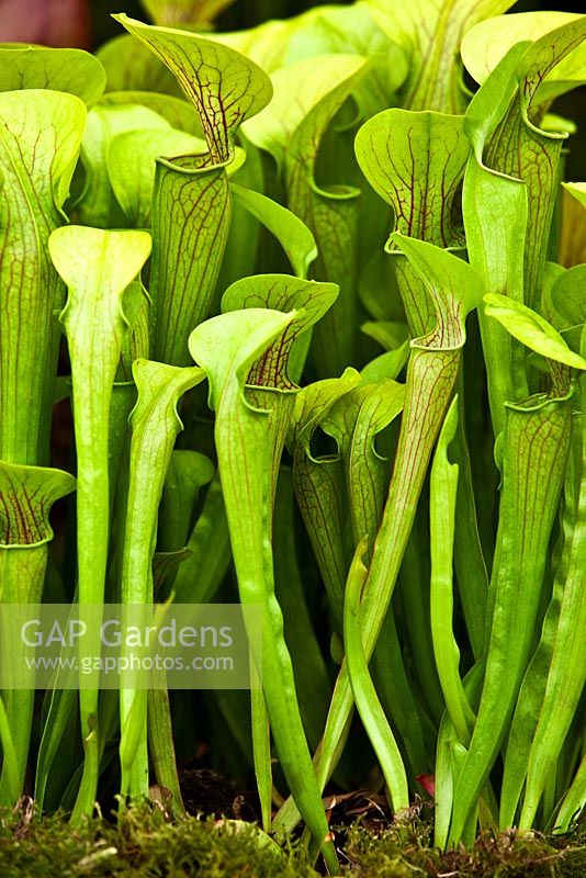 Sarracenia oreophila 'Green Trumpet' - RHS Chelsea Flower Show 2010