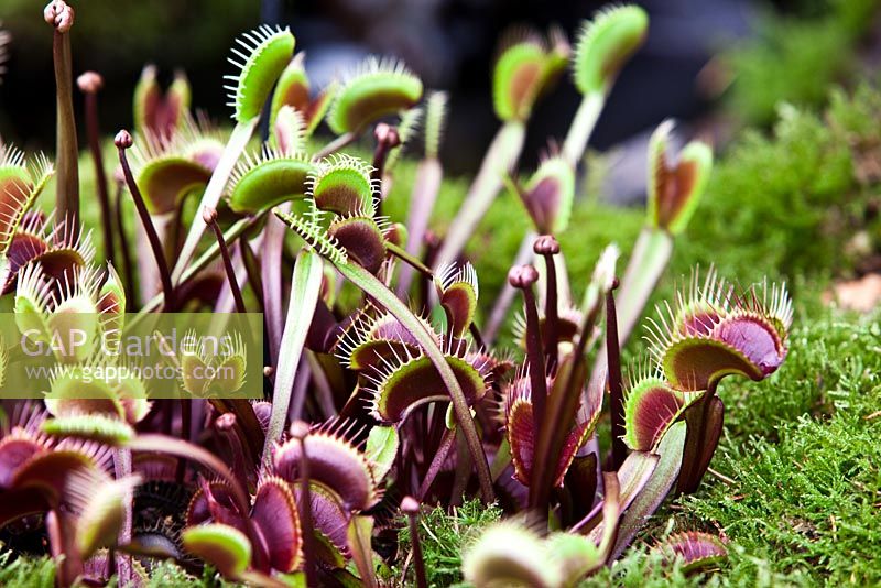 Dionaea muscipula 'Royal Red' - RHS Chelsea Flower Show 2010 