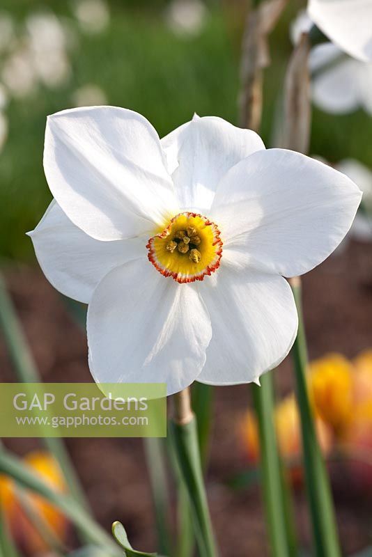 Narcissus poeticus var.recurvus - Pheasant Eye Narcissus