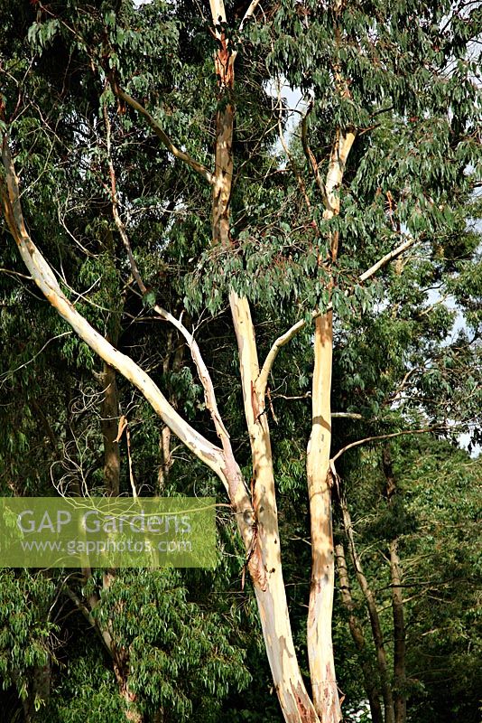 Eucalyptus rubida at Marwood Hill Gardens