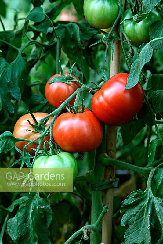 Tomato 'St Pierre' - traditional French Beefsteak variety