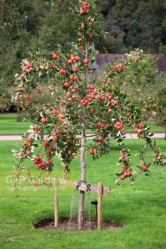 An orchard of Apple trees during September at RHS Rosemoor pruned to keep canopy open and low and all on M26 rootstock which must remain staked throughout their life - foreground Malus domestica 'Brown's Apple'