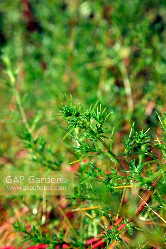 Salsola komarovii  'Okahijiki' - Land Seaweed