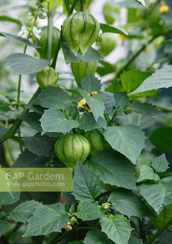 Physalis ixocarpa - Tomatillo plant with fruit