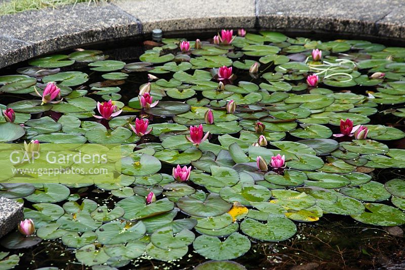 Nymphaea fulgens flowering in pond