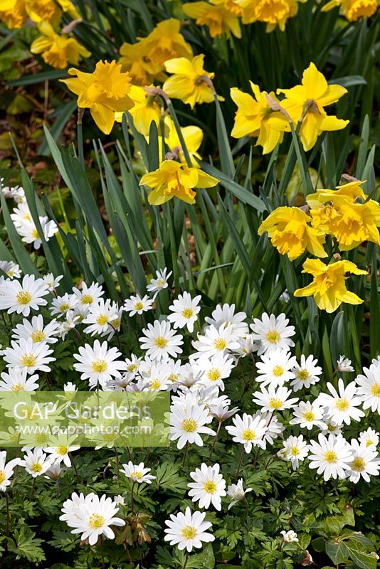 Anemone blanda 'White Splendour' and Narcissus