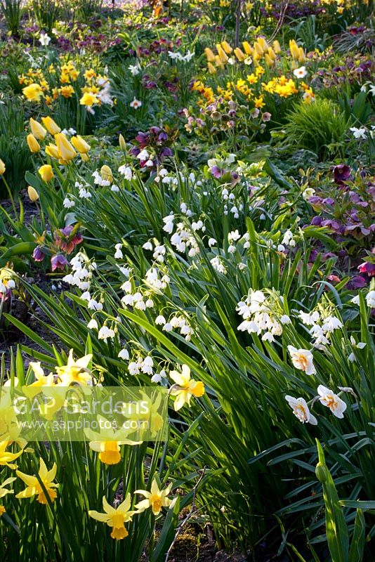 Narcissus, Helleborus orientalis, Leucojum aestivum 'Gravetye Beauty' 
