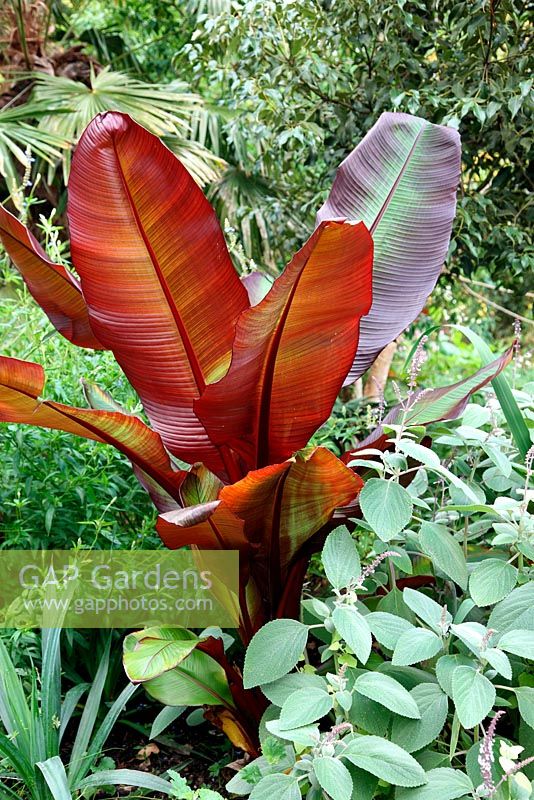 Ensete ventricosum - Abyssinian banana with Plectranthus argentatus AGM in September
