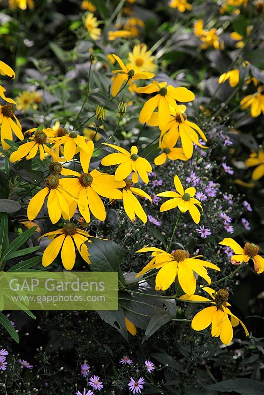 Rudbeckia laciniata 'Herbstonne' AGM with Aster 'Little Carlow' AGM in September