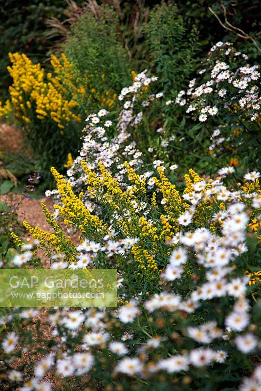 Naturalistic plantings at Holbrook Garden with Kalimeris 'Madiva' and Solidago 'September Gold'