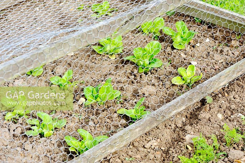 Lettuces 'Little Gem' growing under wire frame for pigeon and partridge protection