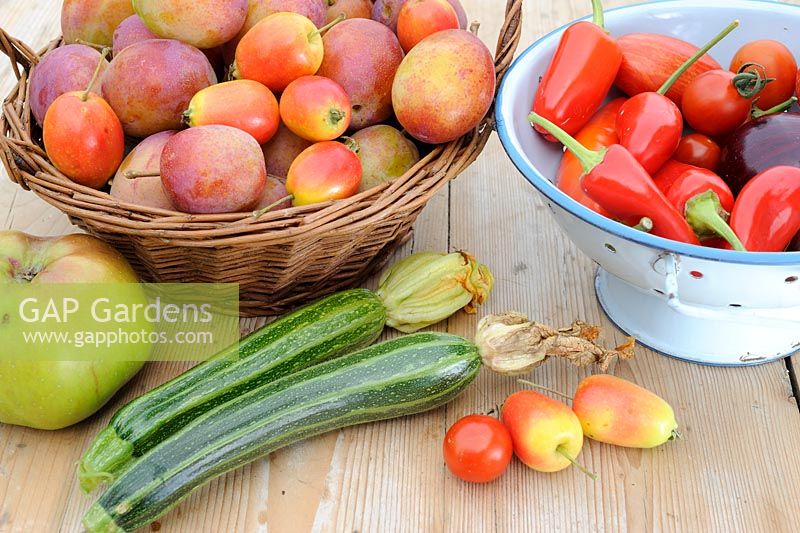 Late summer garden harvest, Victoria plums, 'John Downie' crab apples, apples, chillies and courgettes, August