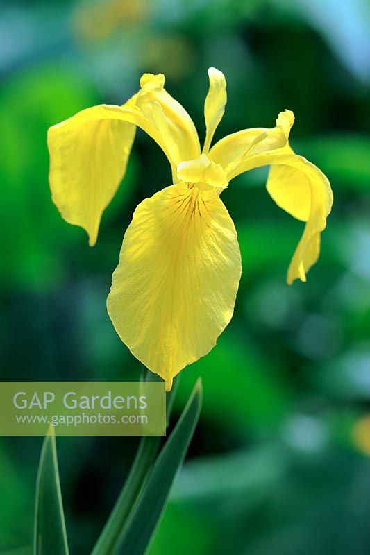 Iris pseudocorus 'Golden Queen'