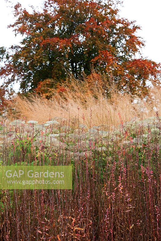 New area of perennials and grasses with Lythrum virgatum and Selinum wallichianum - Trentham Gardens, Staffordshire, October