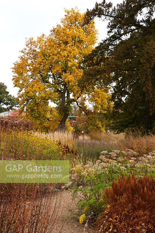 A gravel path leads through the new area of perennials and grasses including Lythrum stems, Astilbe, Selinum wallichianum, Aster and Solidago designed by Piet Oudolf - Trentham Gardens, Staffordshire, October