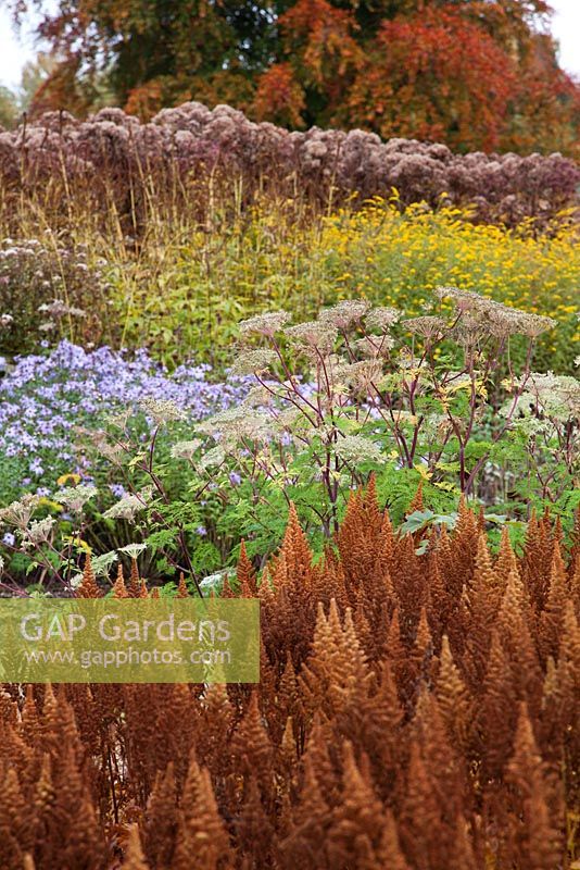 New area of perennials and grasses including seedheads of Astilbe, Selinum wallichianum, Aster and Eupatorium designed by Piet Oudolf - Trentham Gardens, Staffordshire, October