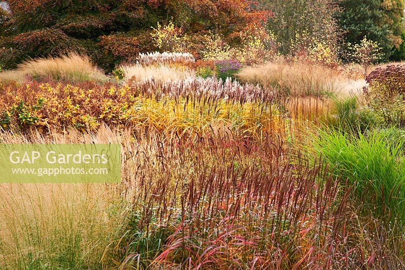 New area of planting of perennials and grasses including Miscanthus sinensis, Molinia, Panicum virgatum and Eupatorium designed by Piet Oudolf - Trentham Gardens, Staffordshire, October 