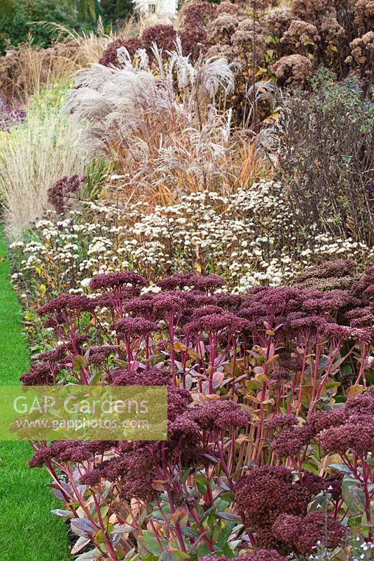Border of grasses and seedheads of perennials designed by Piet Oudolf - Trentham Gardens, Staffordshire, October