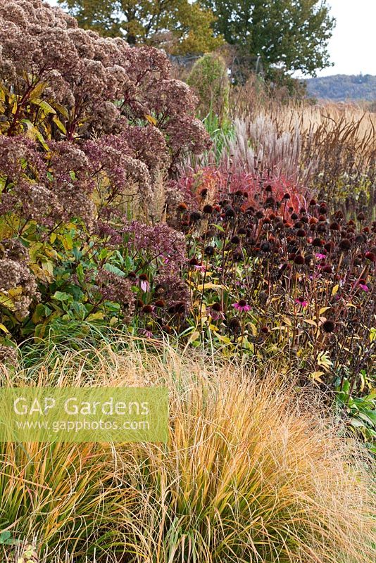 Border of grasses and seedheads of perennials designed by Piet Oudolf at Trentham Gardens, Staffordshire, October. 
