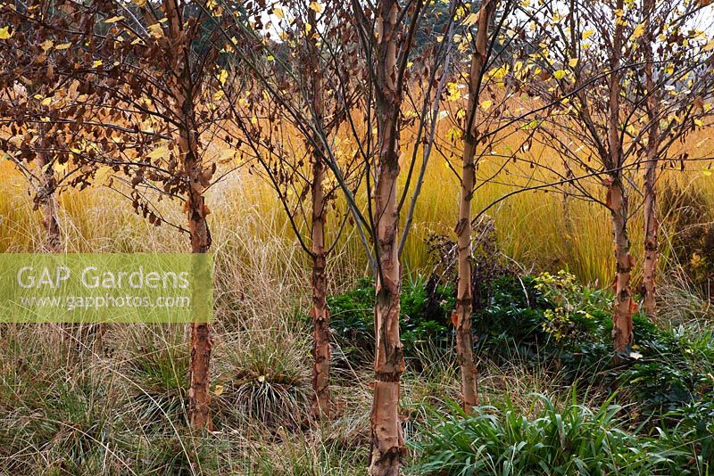 Betula nigra underplanted with Deschampsia cespitosa, Molinia caerulea 'Heidebraut' and Molinia caerulea 'Edith Dudszus' in the River of Grasses, designed by Piet Oudolf - Trentham Gardens, Staffordshire, October