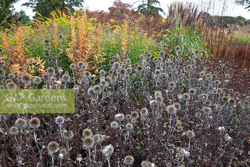 New area of perennials and grasses, including Echinops, designed by Piet Oudolf - Trentham Gardens, Staffordshire, October