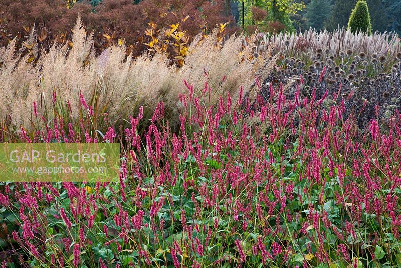 New area of perennials and grasses, including Persicaria, Calamagrostis, Echinops seedheads and Miscanthus sinensis, designed by Piet Oudolf - Trentham Gardens, Staffordshire, October