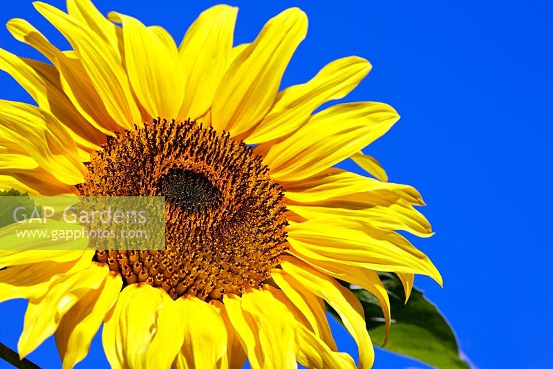 Helianthus annus 'American Giant' - Sunflower against blue sky