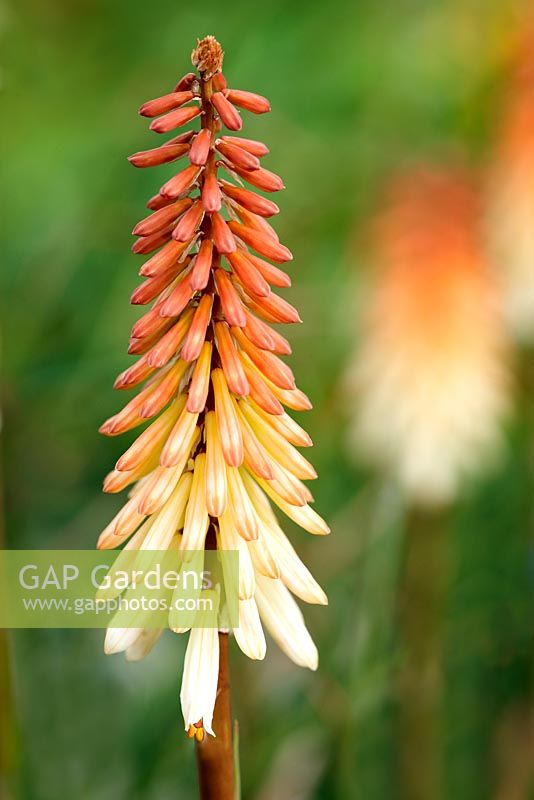 Kniphofia 'Toffee Nosed' - Red Hot Poker