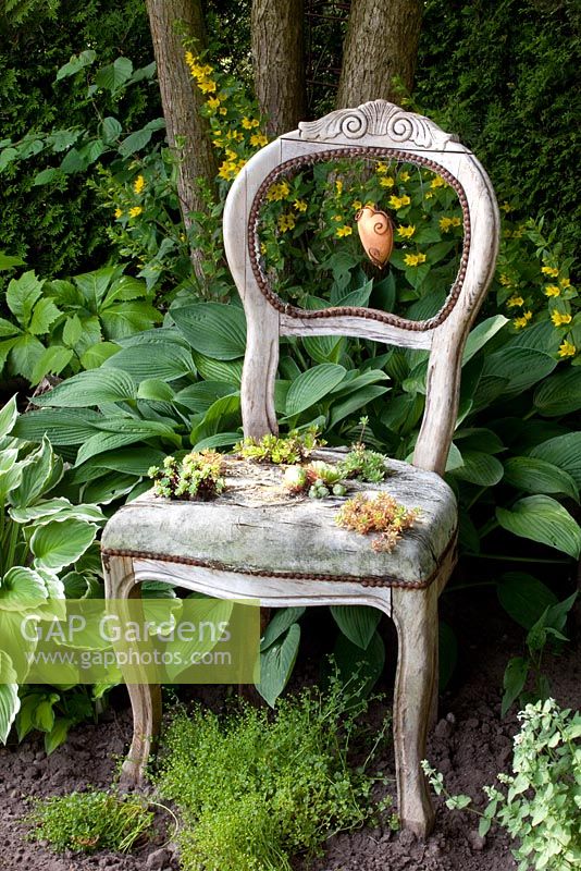 Old wooden chair planted with Sempervivum - Houseleeks in shadey area surrounded by Hostas