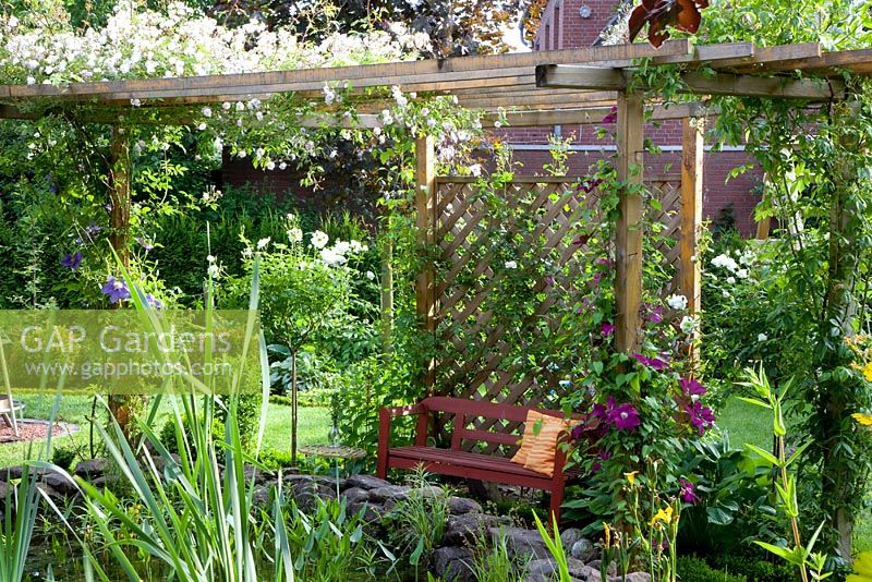 Pergola with wooden bench and Rosa 'Pauls Himalayan Musk' climbing over it