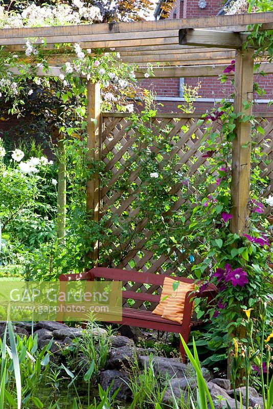 Pergola with wooden bench and Rosa 'Pauls Himalayan Musk' and Clematis climbing over it