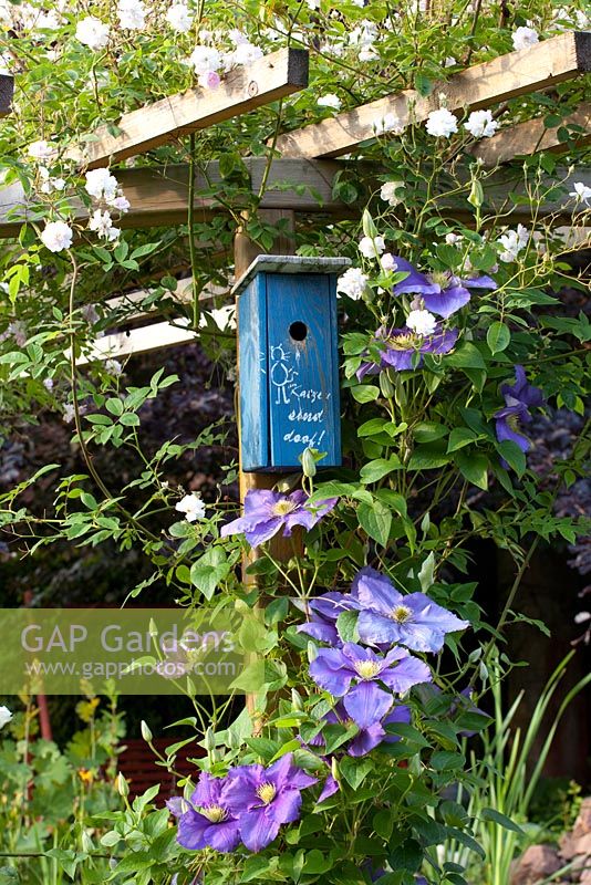 Bird house on pergola with Clematis 'General Sikorski' and Rosa