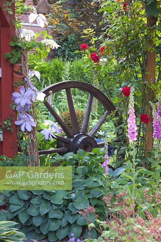 Wooden cart wheel used as garden ornament, Hosta 'Halcyon', Clematis and Digitalis