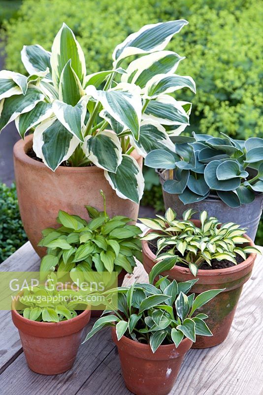 Collection of Hostas in pots